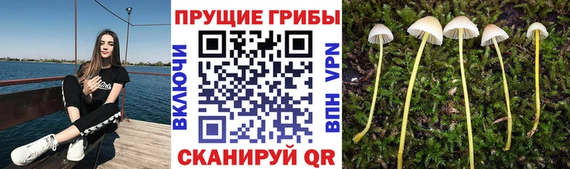 Галлюциногенные грибы Psilocybe  kraken ссылки  Волоколамск 